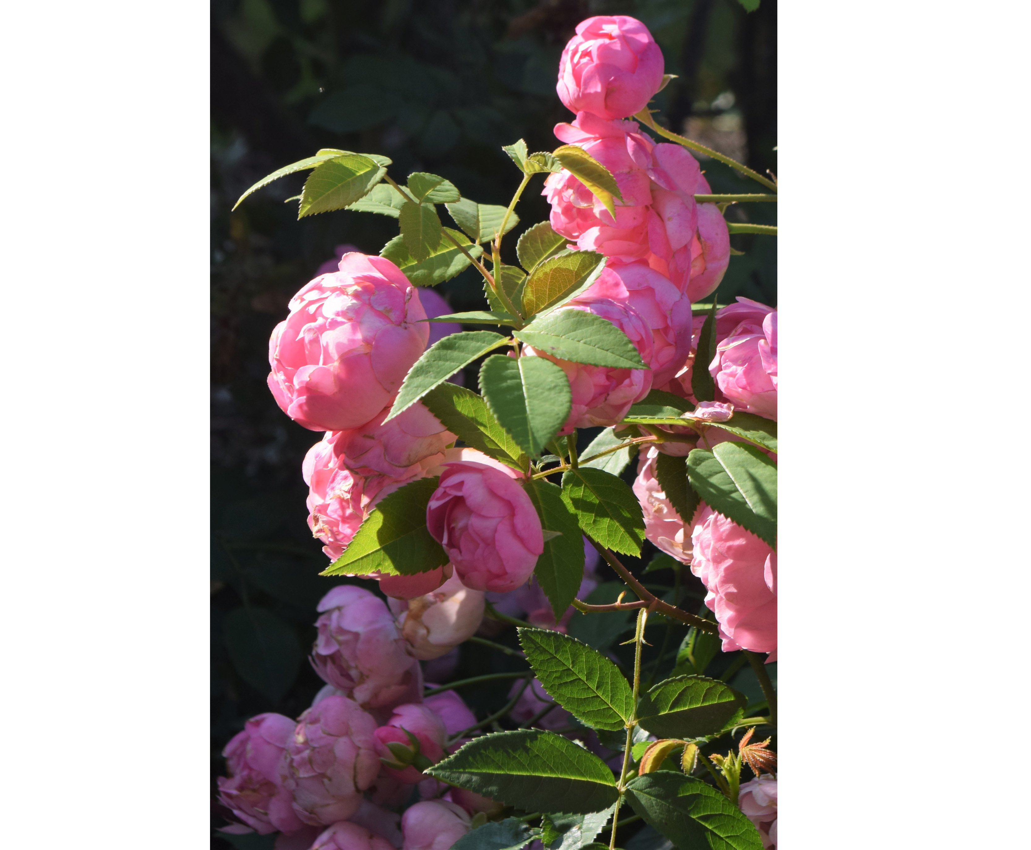 Rosen Raubritter, en rosa blomma med täta blad.